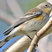 Yellow-rumped Warbler